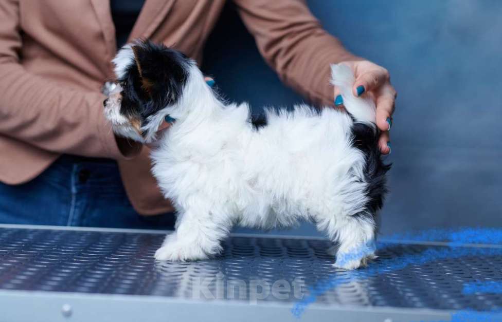 Собаки в Челябинске: Бивер терьер  Девочка, Бесплатно - фото 3