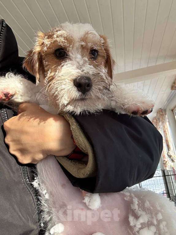 Собаки в Санкт-Петербурге: Марекс Солар Марио Мальчик, 80 000 руб. - фото 9