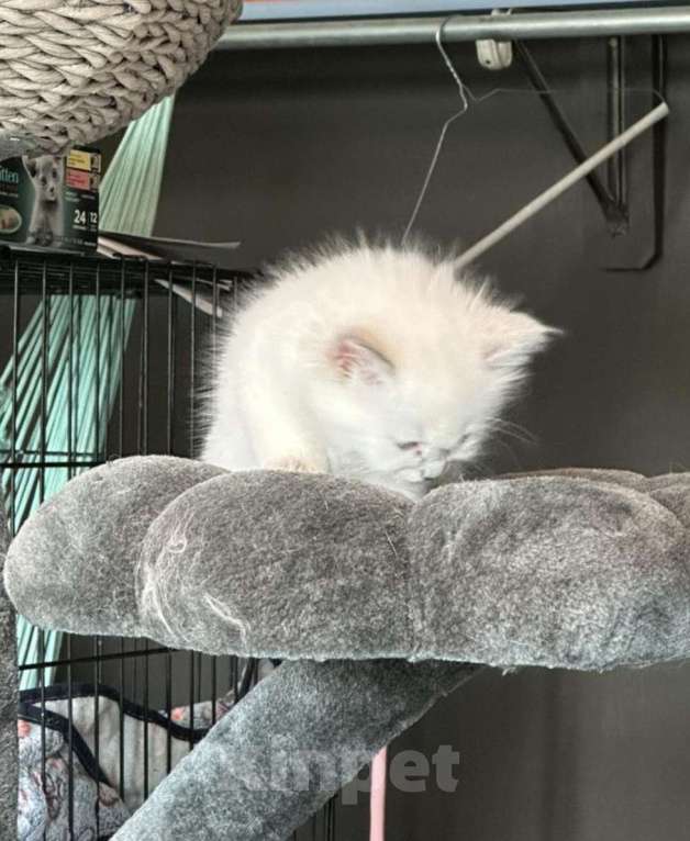 Кошки в Москве: Малышки Рэгдолл Девочка, 35 000 руб. - фото 5