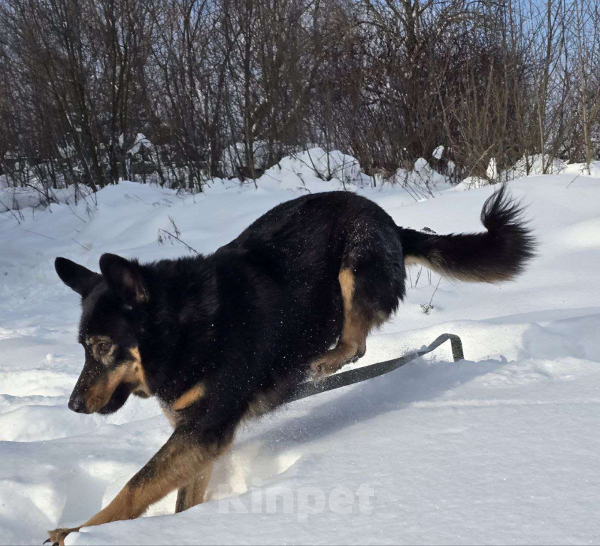 Собаки в Королеве: Града - воплощение безграничной нежности! Девочка, Бесплатно - фото 7