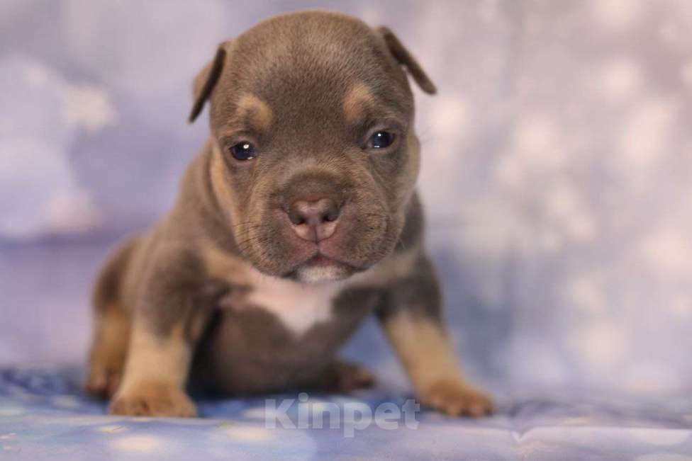 Собаки в Всеволожске: ММ ДАВИД КЬЯНТИ Мальчик, Бесплатно - фото 2