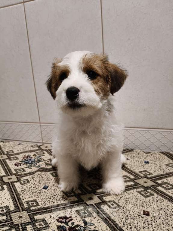 Собаки в Москве: Высокопородные щенки джек рассел терьера Мальчик, Бесплатно - фото 5