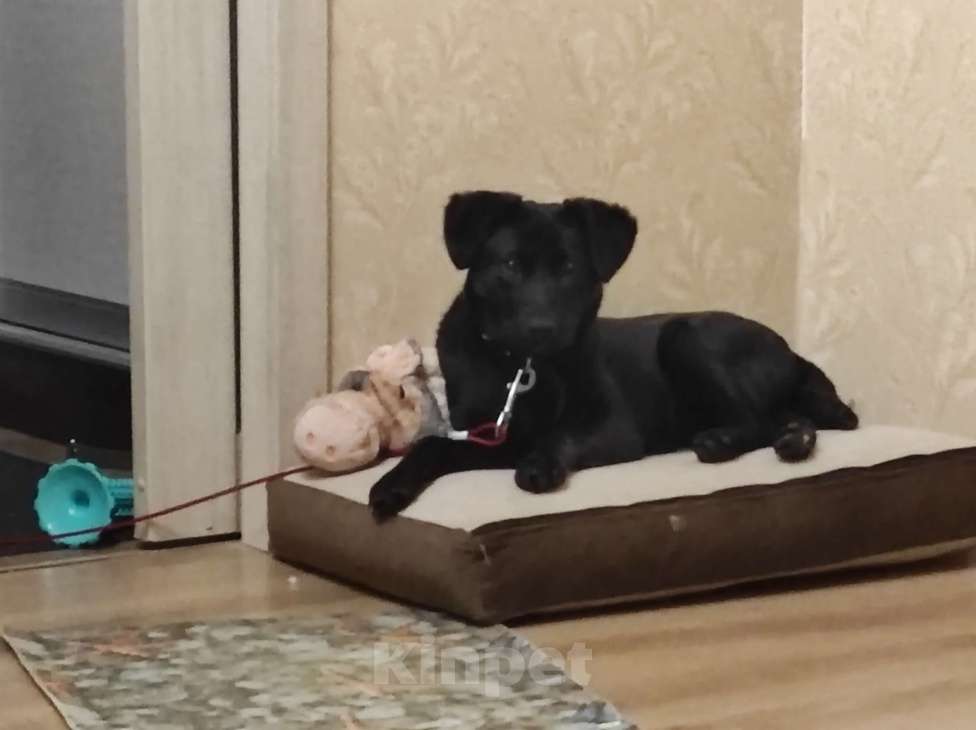 Собаки в Королеве: Щеночек добродушный  Девочка, Бесплатно - фото 2