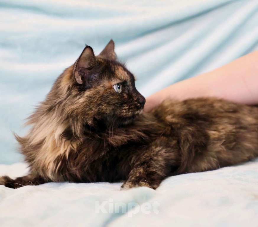 Кошки в Москве: Стеша - роскошная пушистая кошечка в дар Девочка, Бесплатно - фото 5