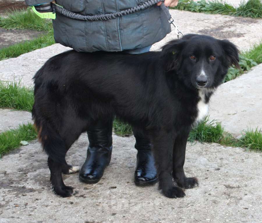 Собаки в Москве: Молоденькая красавица Оливка ищет свою родную семью  Девочка, Бесплатно - фото 4