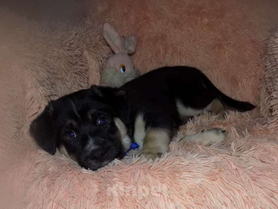 Собаки в Москве: Португальский поденгу, мальчик mix Мальчик, 20 000 руб. - фото 5