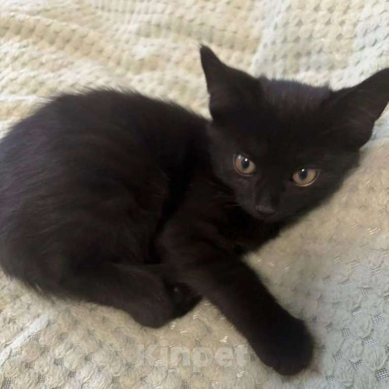 Кошки в Москве: Черный котенок в добрые руки Мальчик, Бесплатно - фото 3
