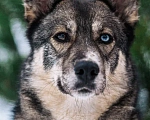 Собаки в Серпухове: Метис Лайки очень красивая Найдочка Девочка, 10 руб. - фото 2
