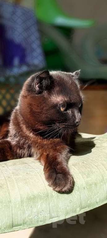 Кошки в Семикаракорске: Кнопа Девочка, Бесплатно - фото 3