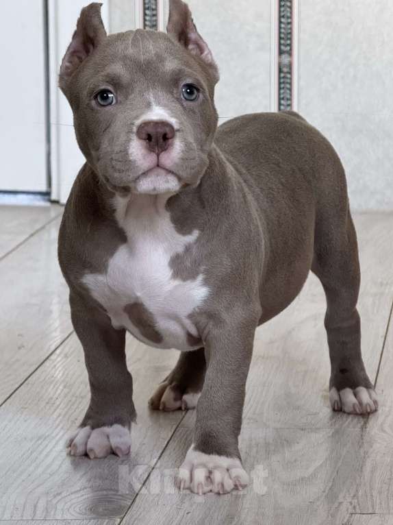 Собаки в Мытищах: Девочка покет шоу формата Девочка, 200 000 руб. - фото 2