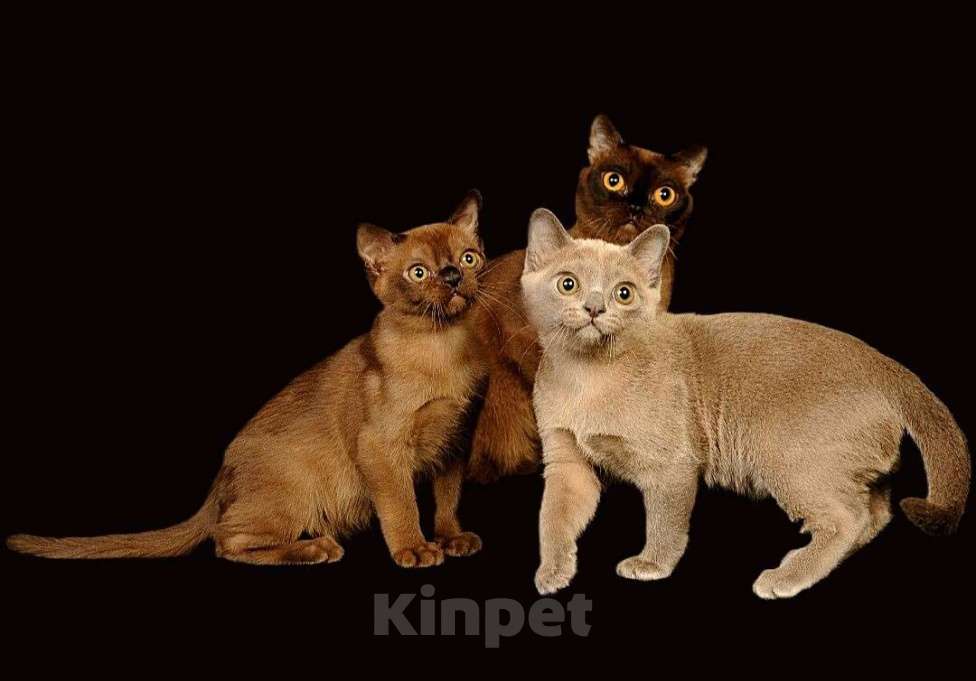 Кошки в Москве: КОТЯТА АМЕРИКАНСКОЙ ТРАДИЦИОННОЙ БУРМЫ Девочка, 150 000 руб. - фото 6