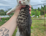 Кошки в Саратове: Котёнок девочка ищет дом Девочка, Бесплатно - фото 2