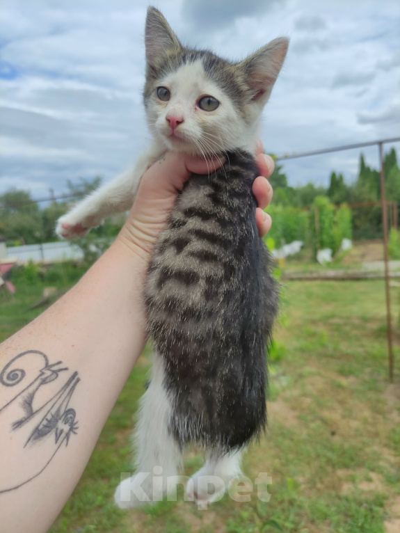 Кошки в Саратове: Котёнок девочка ищет дом Девочка, Бесплатно - фото 2