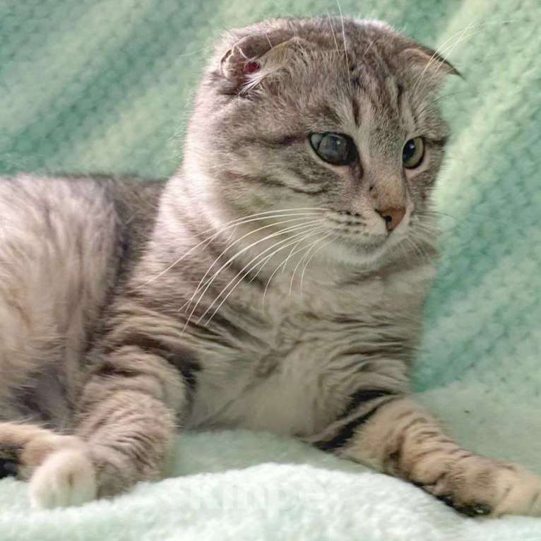 Кошки в Москве: Породистая кошечка в беде Девочка, Бесплатно - фото 4