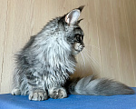 Кошки в Нягани: Кот мейн кун Мальчик, 35 000 руб. - фото 1