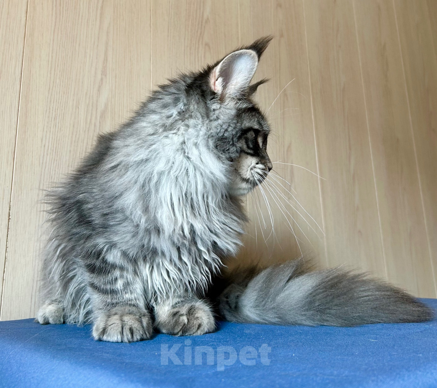Кошки в Нягани: Кот мейн кун Мальчик, 35 000 руб. - фото 1
