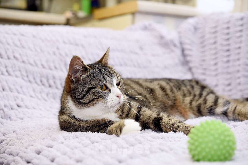 Кошки в Москве: Искра ищет дом! Девочка, Бесплатно - фото 7