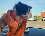 Кошки в Химках: Котёнок ищет дом Мальчик, Бесплатно - фото 3