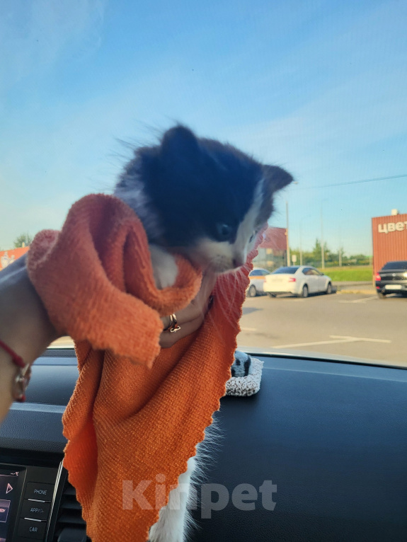 Кошки в Химках: Котёнок ищет дом Мальчик, Бесплатно - фото 3