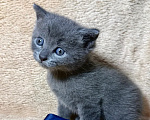 Кошки в Волгограде: Британский короткошёрстный котёнок Мальчик, 5 000 руб. - фото 2