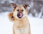 Собаки в Москве: Стеша - молодая, жизнерадостная девочка в семью Девочка, Бесплатно - фото 7
