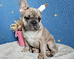 Собаки в Москве: Французский бульдог Мальчик, 60 000 руб. - фото 5