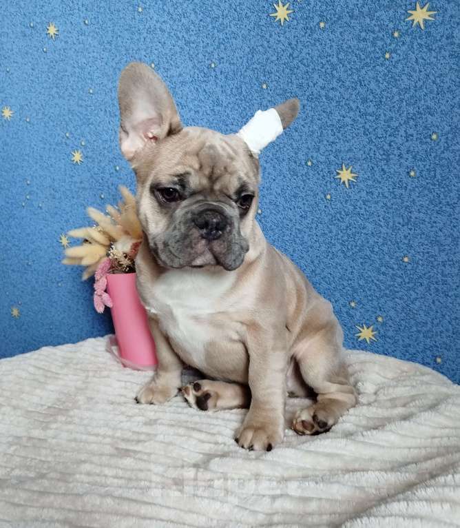 Собаки в Москве: Французский бульдог Мальчик, 60 000 руб. - фото 5