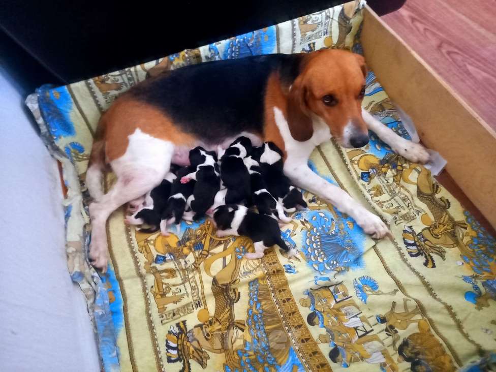 Собаки в Соликамске: Щенки эстонской гончей  Девочка, 7 000 руб. - фото 2