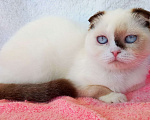 Кошки в Сарове: Малышка Шоколадка Девочка, 150 000 руб. - фото 2