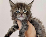 Кошки в Малмыже: Настоящие мейн куны, 40 000 руб. - фото 5