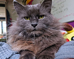 Кошки в Москве: Арнольд - харизматичный  кот компаньон в добрые руки Мальчик, 50 руб. - фото 1