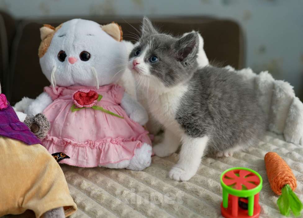 Кошки в Москве: Мармелад ищет дом Мальчик, Бесплатно - фото 1