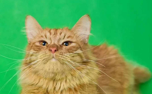 Рыжий котик в добрые руки