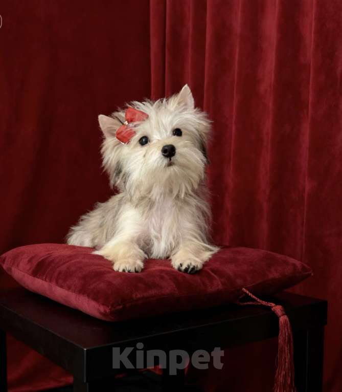 Собаки в Москве: Голддаст йорк мини девочка золотая Девочка, 80 000 руб. - фото 6