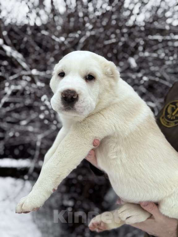 Собаки в Санкт-Петербурге: ЖАКУТ  Мальчик, 65 000 руб. - фото 9