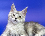 Кошки в Москве: Мейн кун котенок Мальчик, Бесплатно - фото 1