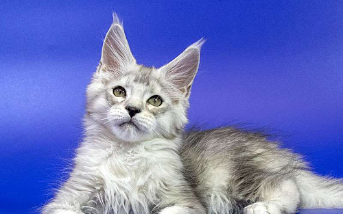 Мейн кун котенок