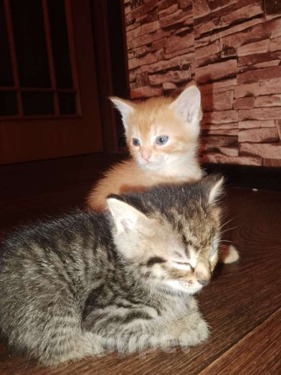 Кошки в Москве: Котята в добрые руки Мальчик, Бесплатно - фото 5