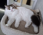 Кошки в Ярославле: Шотландская длинношерстная девочка Девочка, 25 000 руб. - фото 6