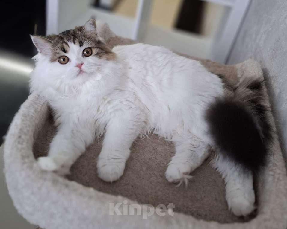 Кошки в Ярославле: Шотландская длинношерстная девочка Девочка, 25 000 руб. - фото 6