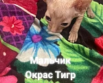 Кошки в Армавире: Продаются котята канадского сфинкса  Девочка, Бесплатно - фото 4