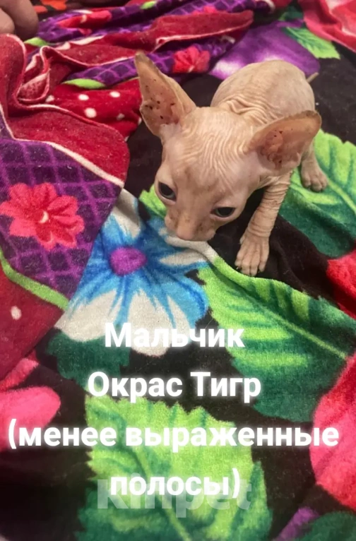 Кошки в Армавире: Продаются котята канадского сфинкса  Девочка, Бесплатно - фото 4