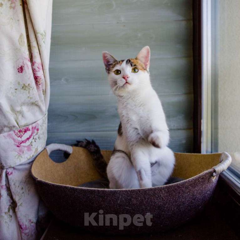 Кошки в Москве: Трехцветная котомартышка Маришка в добрые руки Девочка, 1 руб. - фото 4