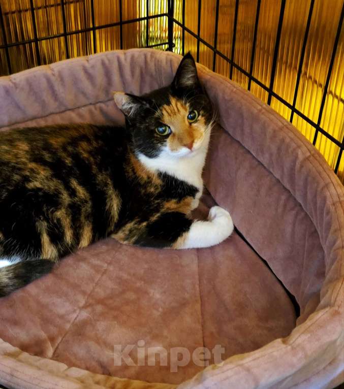 Кошки в Москве: Трехцветная кошечка в добрые руки Девочка, Бесплатно - фото 3