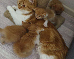 Кошки в Краснодаре: Отдам в добрые руки очаровательных рыжих котят! Девочка, Бесплатно - фото 4