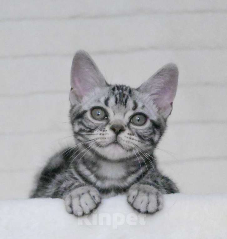 Кошки в Москве: Котенок американской короткошерстной породы Мальчик, 75 000 руб. - фото 4