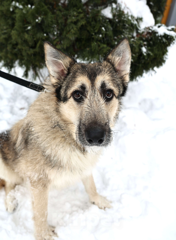 Собаки в Москве: Собака бесплатно Москва Мальчик, Бесплатно - фото 6
