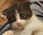 Кошки в Гатчине: Котята мальчики метисы от вислоухой шотландской Мальчик, 2 500 руб. - фото 9