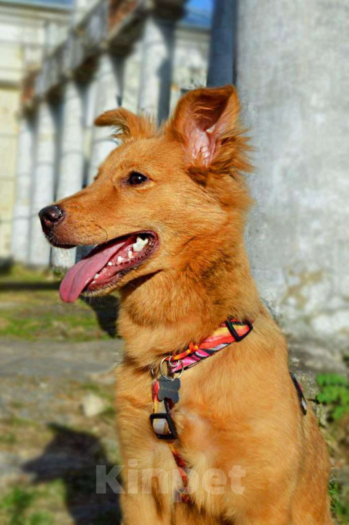 Собаки в Балашихе: Солнечная красотка Пенни (8 мес) в поиске дома Девочка, Бесплатно - фото 3