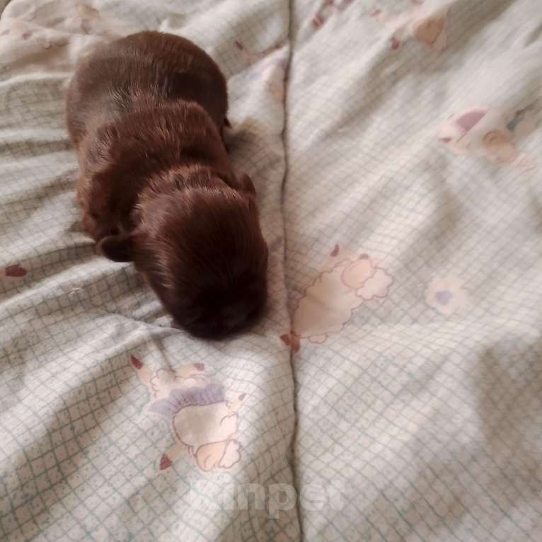 Собаки в Прокопьевске: Чихуахуа Девочка, 23 000 руб. - фото 2